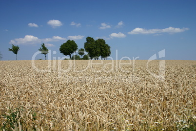 Sommerlandschaft 1