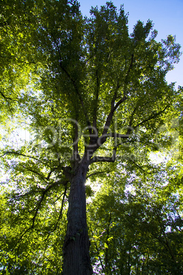 Baum grün