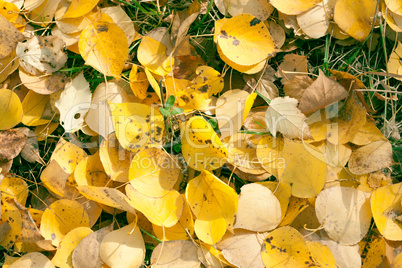 Autumn leaves