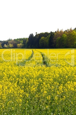 Rapsfeld im Frühling