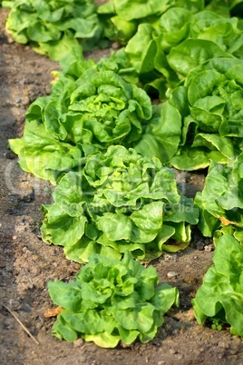 Frischer Kopfsalat im Feld