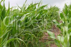 junge Maispflanzen 1