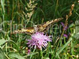 Large swallowtail butterfly on flower