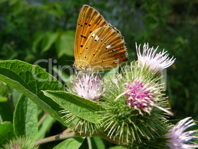 Red butterfly with spots on wings