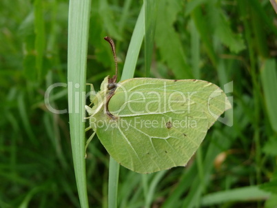 Yellow butterfly