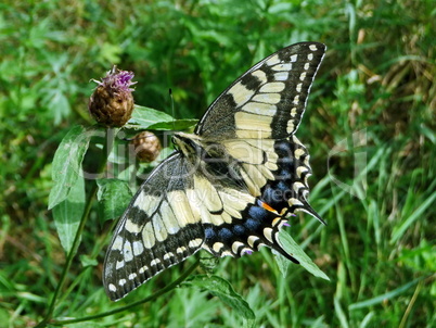 Large swallowtail butterfly