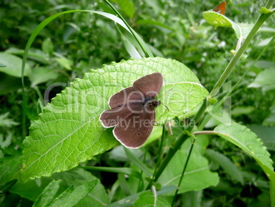 Small brown butterfly