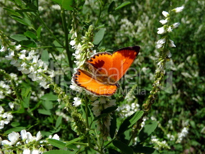 Small red butterfly