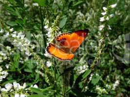 Small red butterfly