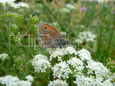 Small butterfly on flowers