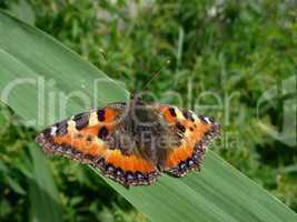 Butterfly on grass sheet
