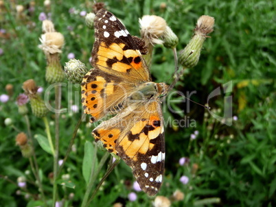 Large orange butterfly