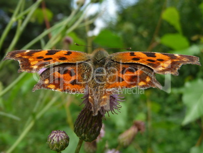 Motley orange butterfly