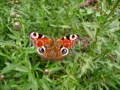 Peacock butterfly on grass