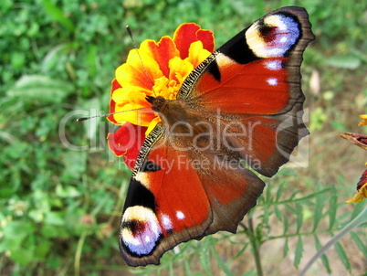 Peacock butterfly on flower