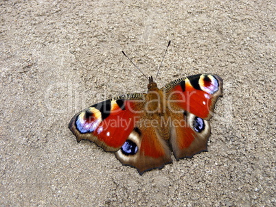 Peacock butterfly on ground