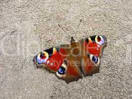 Peacock butterfly on ground