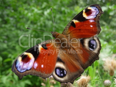 Peacock butterfly