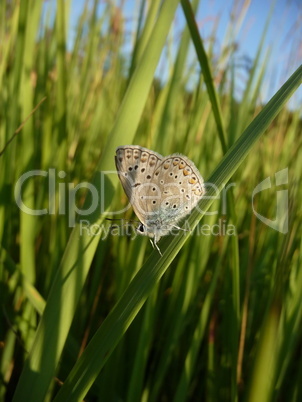 Small butterfly on grass
