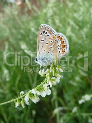Small butterfly with spots on wings