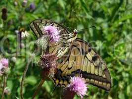 Swallowtail butterfly on the flower