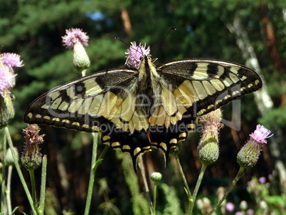 Swallowtail butterfly