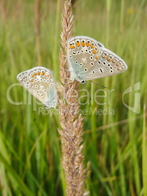 Two butterflies