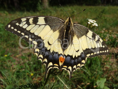 Yellow swallowtail butterfly