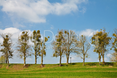 Landschaft mit Bäumen