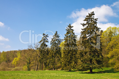 Landschaft mit Bäumen