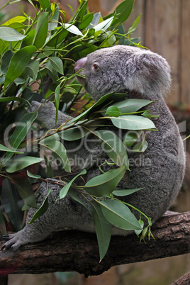 Koala