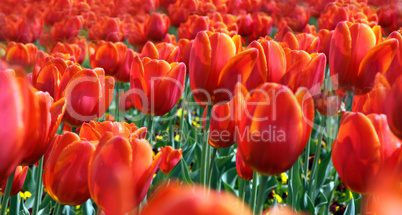 Tulpen