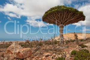 Dragon trees at Dixam plateau, Socotra, Yemen