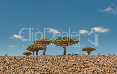 Dragon trees at Dixam plateau, Socotra Island, Yemen