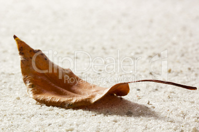 Dry Leaf