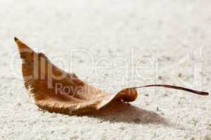 Dry Leaf