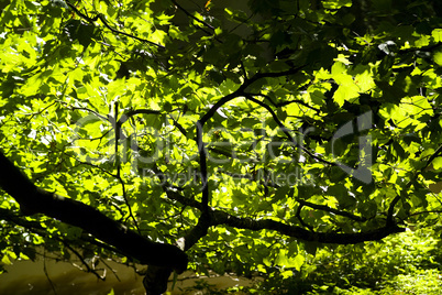 Baum grün Untersicht