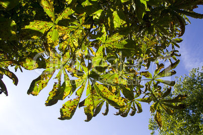 Baum mit braunen Blätter