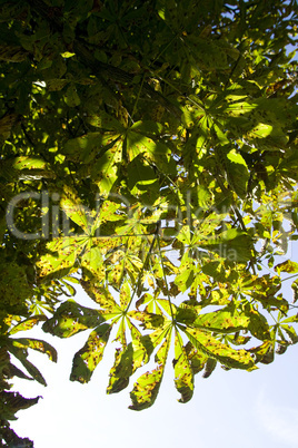 Baum mit braunen Blätter