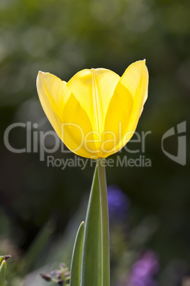 yellow tulip