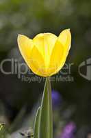 yellow tulip