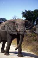 Adult Elephant
