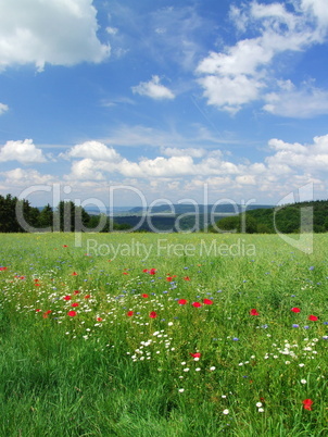 Landschaft mit Sommerblumen