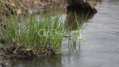 Green grass against a background of small stream
