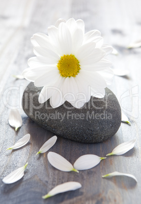 Blüte auf Stein / blossom on stone