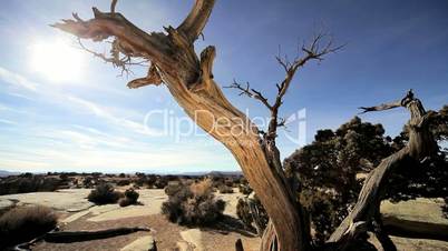 Vegetation in Desert Environment