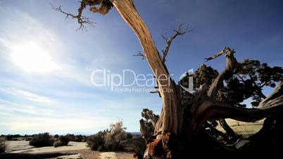 Dead Tree in Desert Wilderness