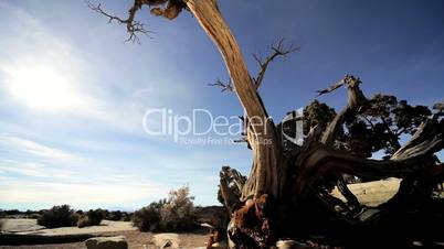 Dead Tree in Barren Wilderness