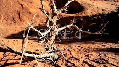 Branches on Skeletal Tree in Dusty Earth