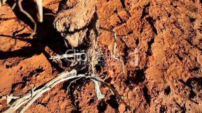 Dead Tree Caused by Desert Drought